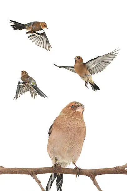 chaffinchs flight  on a white background