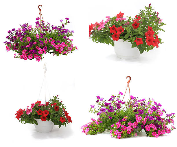 istock Petunia is a trumpet shaped 467290056