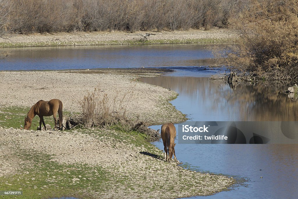 Cavalos selvagens no Rio Sal Arizona - Royalty-free Animal Foto de stock