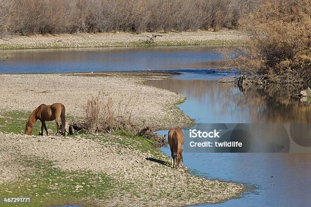 Cavalos Selvagens No Rio Sal Arizona - Fotografias de stock e mais imagens de Animal - Animal, Animal selvagem, Ao Ar Livre