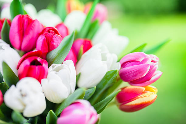 istock colorful tulips bouquet 467292898