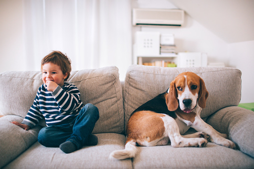 Photo of cute little dog and cute little boy, are sitting on the sofa in their living room