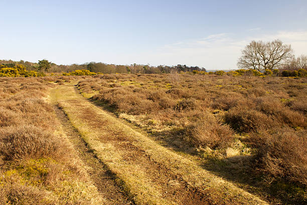 istock RSPB Snape Warren open access land, Suffolk 467293070