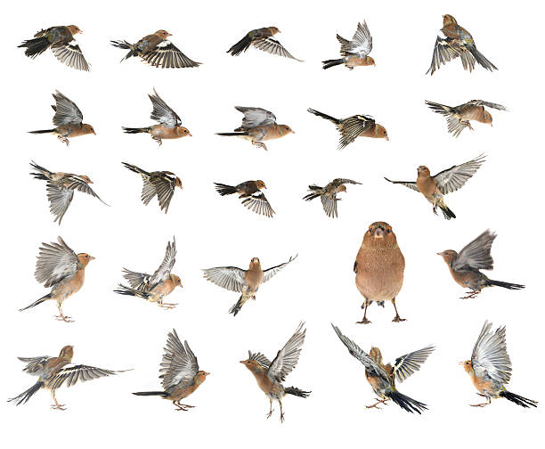 chaffinch chaffinchs flight  on a white background finch stock pictures, royalty-free photos & images