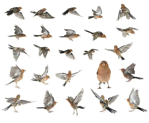 chaffinchs flight  on a white background