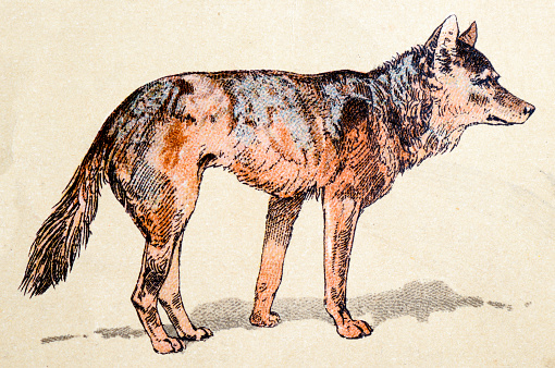 Wolf, mammals animals antique illustration