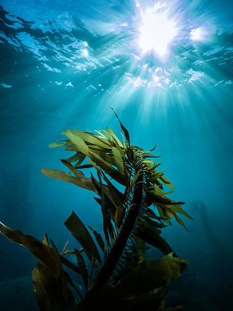 istock Dana Point Sunburst Reef Kelp - Underwater Photography 467293678