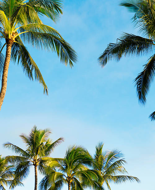 istock Tropical Palm Trees Border with Copy Space in Center 467293749