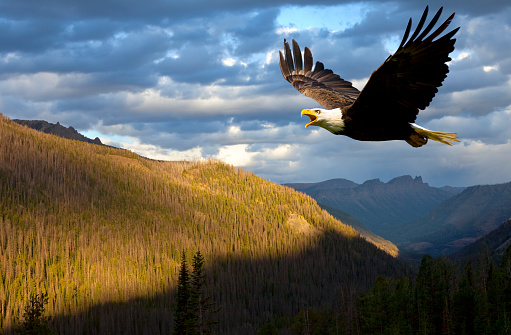 Bald eagle taking off in wilderness area near Juneau, Alaska.