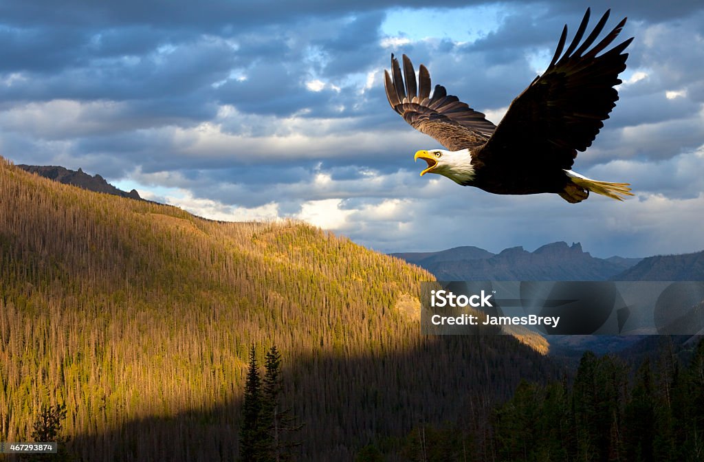 American Bald Eagle Rules the Sky Over Wyoming, USA American Bald Eagle Rules the Sky Over Wyoming, USA.  Symbolic of American pride, strength and leadership around the world, this beautiful bird of prey has come back from near extinction.  Bald Eagles once again command the skies all over the USA. Eagle - Bird Stock Photo