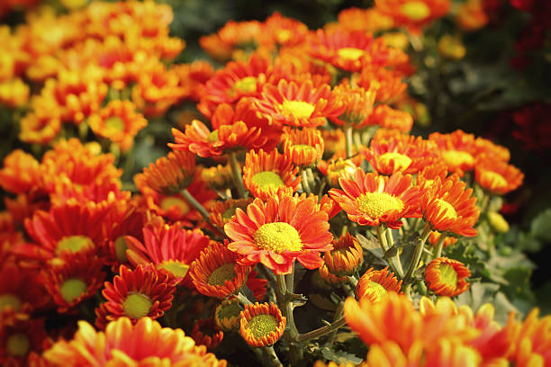 istock Chrysanthemum flowers with the nature 467294884