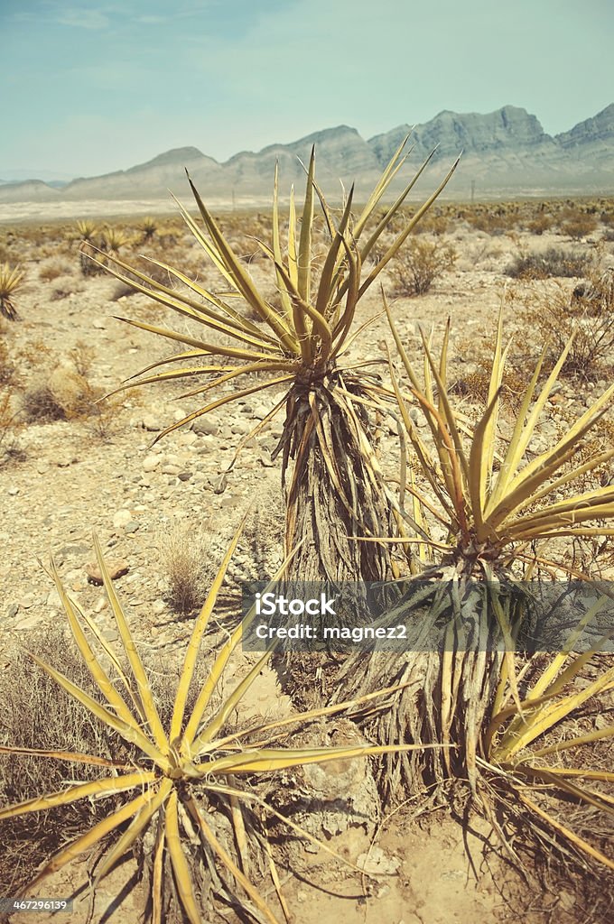 Arizona desert Arid Climate Stock Photo