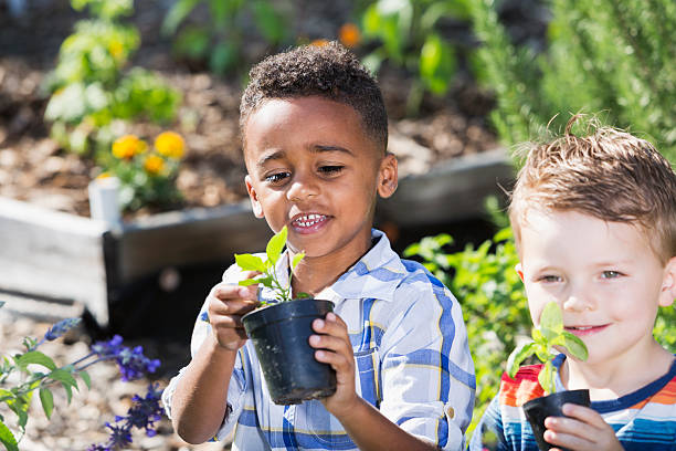 Multi-ethnic boys planting seedlings in community garden.  Focus on African American boy (5 years).