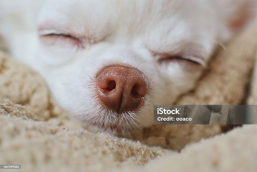 Without Causing Stock Photo - Download Image Now - 2015, Animal, Animal Nose - iStock Without Causing Stock Photo - Download Image Now - 2015, Animal, Animal Nose - iStock