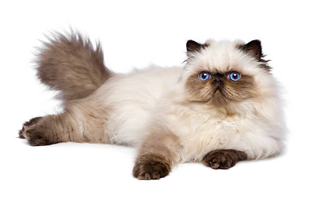 istock Cute 3 month old persian seal colourpoint kitten is lying 467299620
