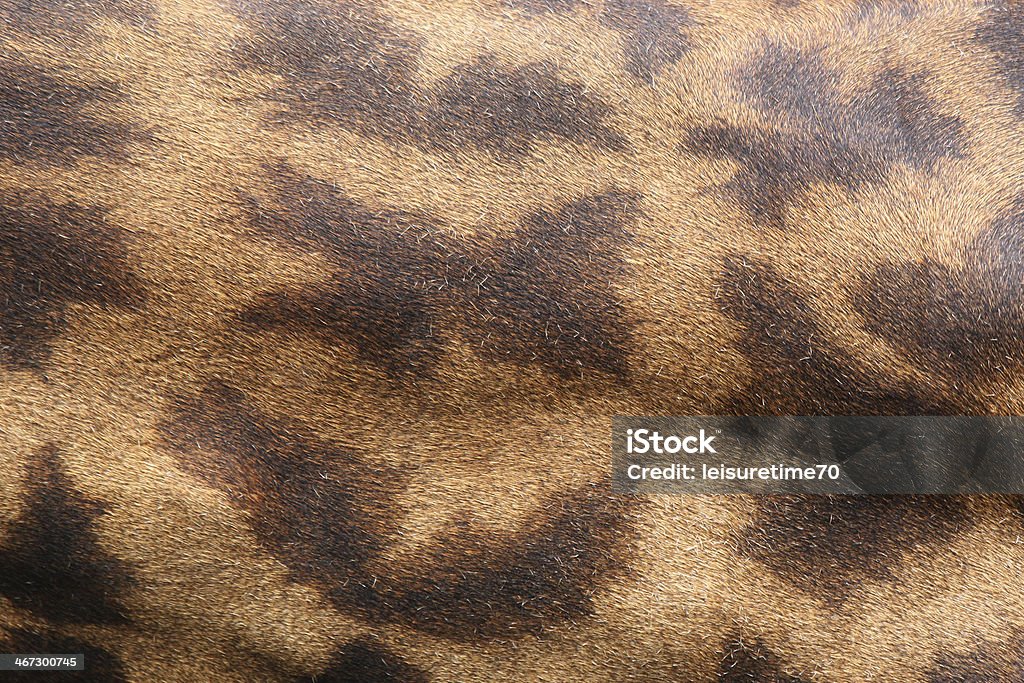 Pelle di giraffa - Foto stock royalty-free di Africa