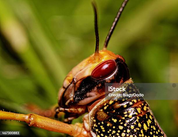 Jeden Locust Jedzenie - zdjęcia stockowe i więcej obrazów Bezkręgowce - Bezkręgowce, Biologia - Nauka, Bliski