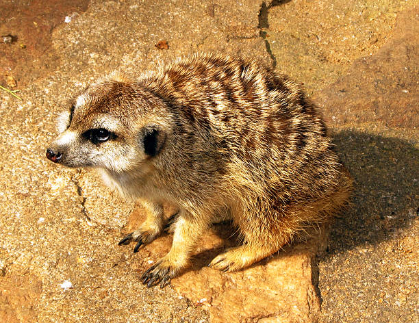 istock Pleading Southern African Meerkat 467301085