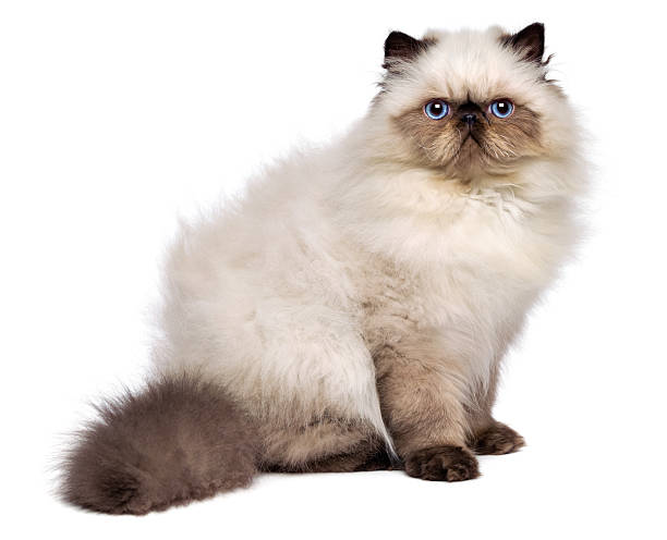 istock Cute persian seal colourpoint kitten is sitting sideways 467301950