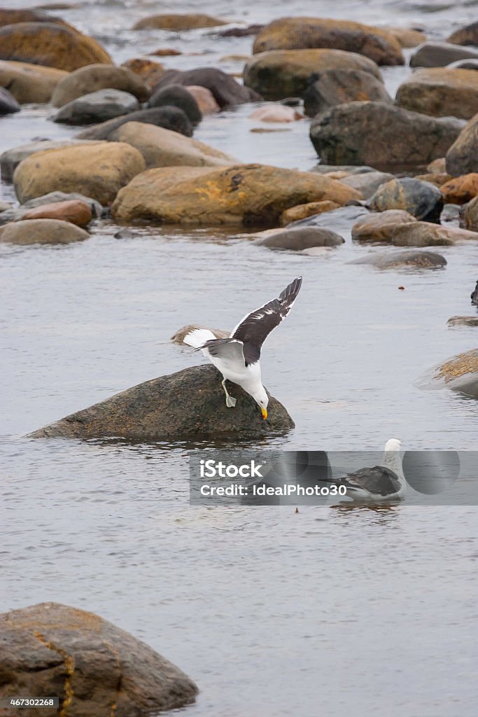 Seagulls in shoal Two seagulls in the shoal among rocks on the shore in Punta Arenas, Chile. 2015 Stock Photo