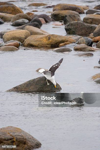 Seagulls In Shoal Stock Photo - Download Image Now - 2015, Animal, Animal Body Part