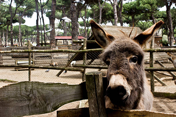 Young donkey stock photo
