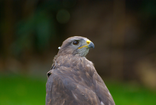 a hawk waiting for the prey