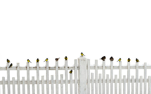Sparrow and titmouses on the fence