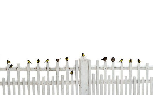 Isolated sparrow and titmouses on the fence