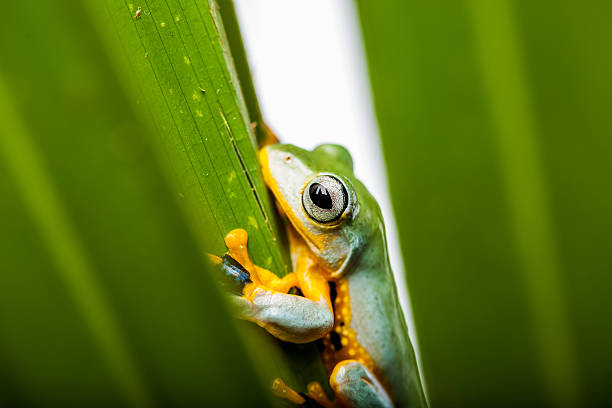 istock Saturated theme of jungle with exotic frog 467304163