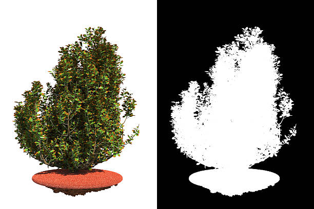 istock Autumn Bush Isolated on White Background. 467304741