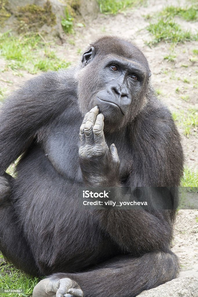 Male silverback gorilla, single mammal on grass Gorillas are the largest extant genus of primates by size Gorilla Stock Photo