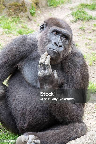 Male Silverback Gorilla Single Mammal On Grass Stock Photo - Download Image Now - Gorilla, Silverback Gorilla, Sitting