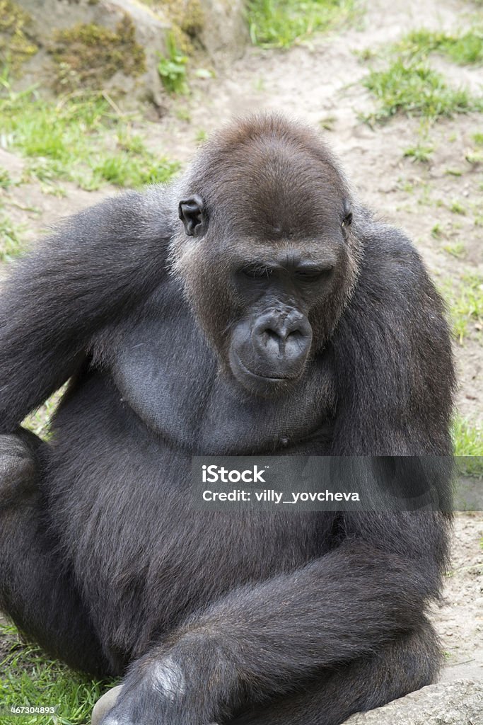 Male silverback gorilla, single mammal on grass Gorillas are the largest extant genus of primates by size Africa Stock Photo