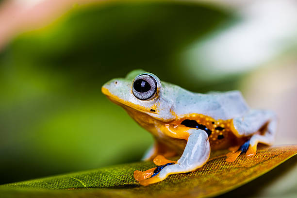 istock Saturated theme of jungle with exotic frog 467306265