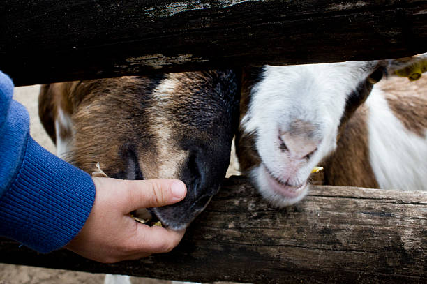 kid feeding goats stock photo