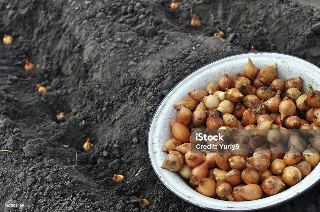Primer plano de cebolla en proceso de plantación - Foto de stock de Agricultura libre de derechos