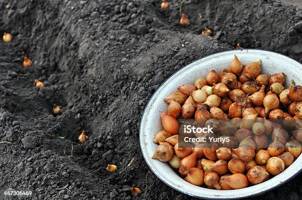 Primer Plano De Cebolla En Proceso De Plantación Foto de stock y más banco de imágenes de Agricultura - Agricultura, Aire libre, Cebolla