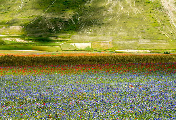 istock Piano Grande di Castelluccio (Italy) 467307356