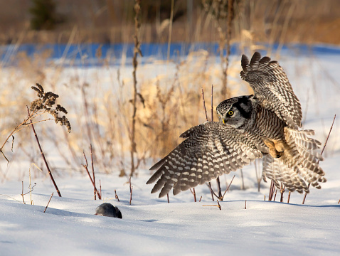 Close up image of a Northern Hawk Owl hunting his prey.  Late afternoon soft lighting.