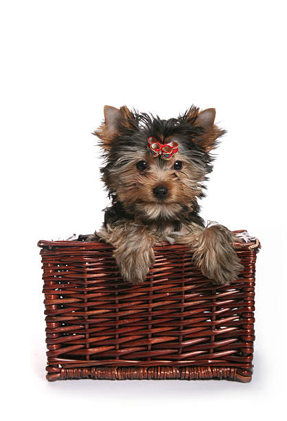 istock Cute Yorkshire Terrier Puppy in basket staring 467307713