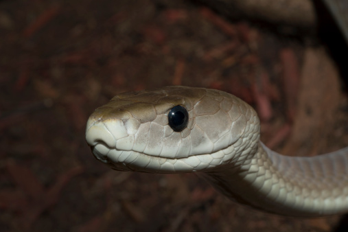 Black Mamba Snake