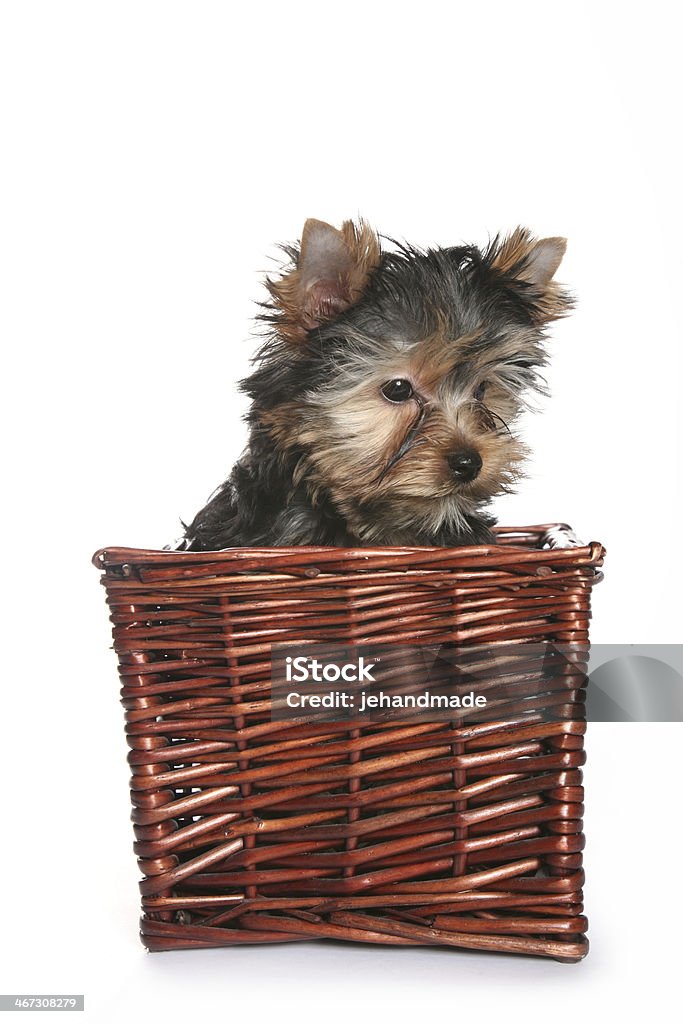 Süße Yorkshire Terrier Welpe im Korb Sie links ab - Lizenzfrei Anmut Stock-Foto