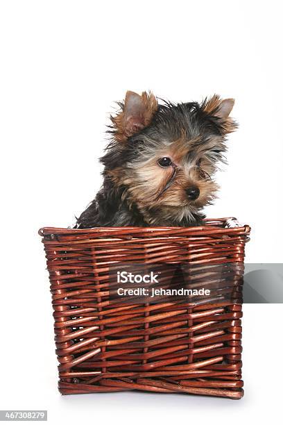 Süße Yorkshire Terrier Welpe Im Korb Sie Links Ab Stockfoto und mehr Bilder von Anmut - Anmut, Band, Braun