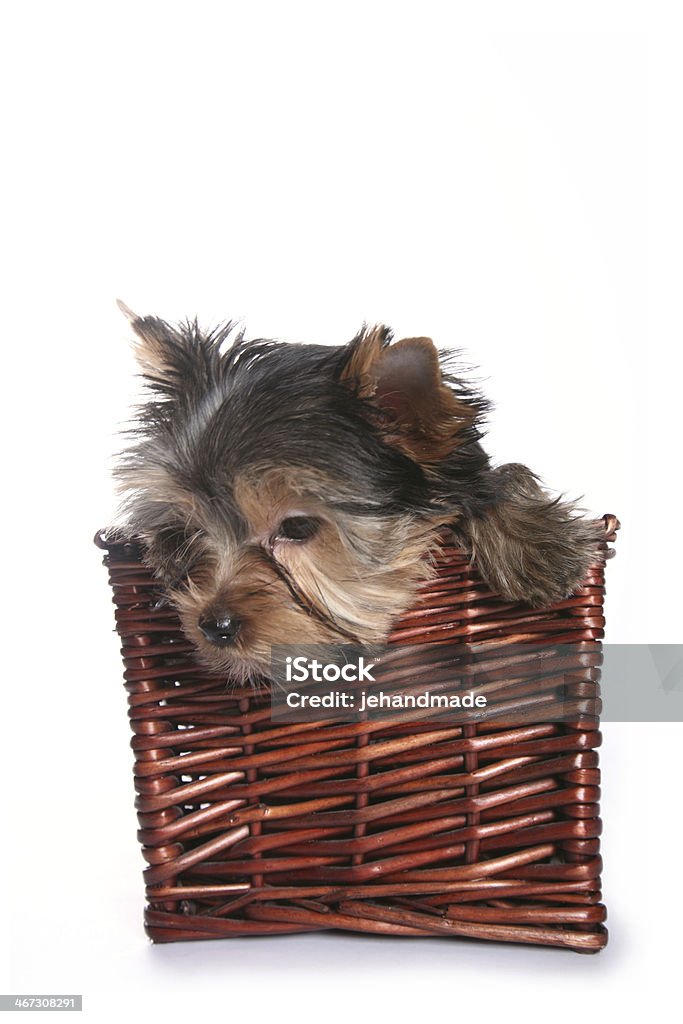귀여운 요크셔테리어 강아지 장바구니에 루킹 침울 - 로열티 프리 갈색 스톡 사진