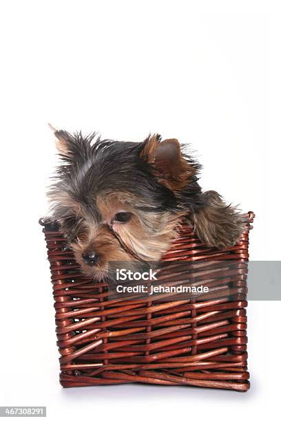 귀여운 요크셔테리어 강아지 장바구니에 루킹 침울 갈색에 대한 스톡 사진 및 기타 이미지 - 갈색, 강아지-개, 강아지-어린 동물