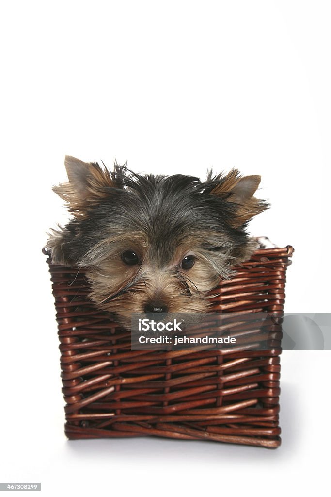 Süße Yorkshire Terrier Welpe im Korb Kopf - Lizenzfrei Anmut Stock-Foto