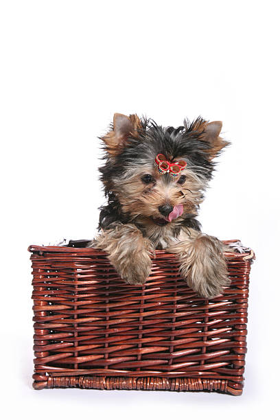 istock Cute Yorkshire Terrier Puppy in basket looking straigh down 467308313