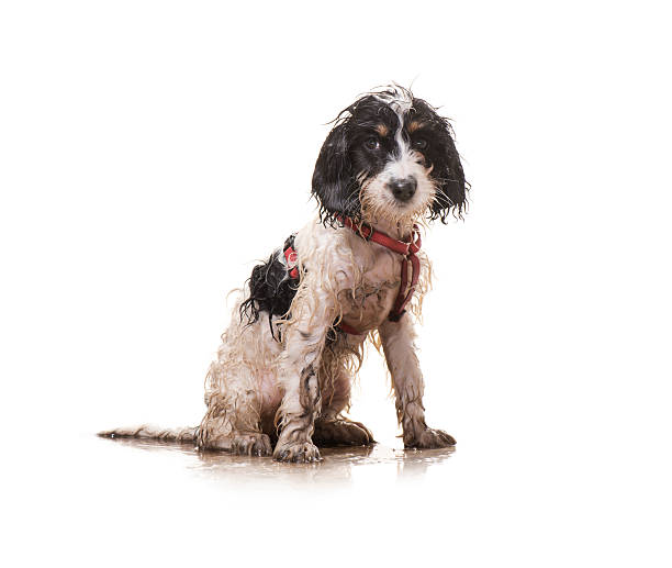 muddy puppy muddy puppy Wet stock pictures, royalty-free photos & images