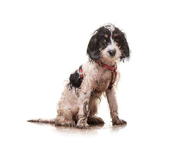 грязное щенок - wet стоковые фото и изображения